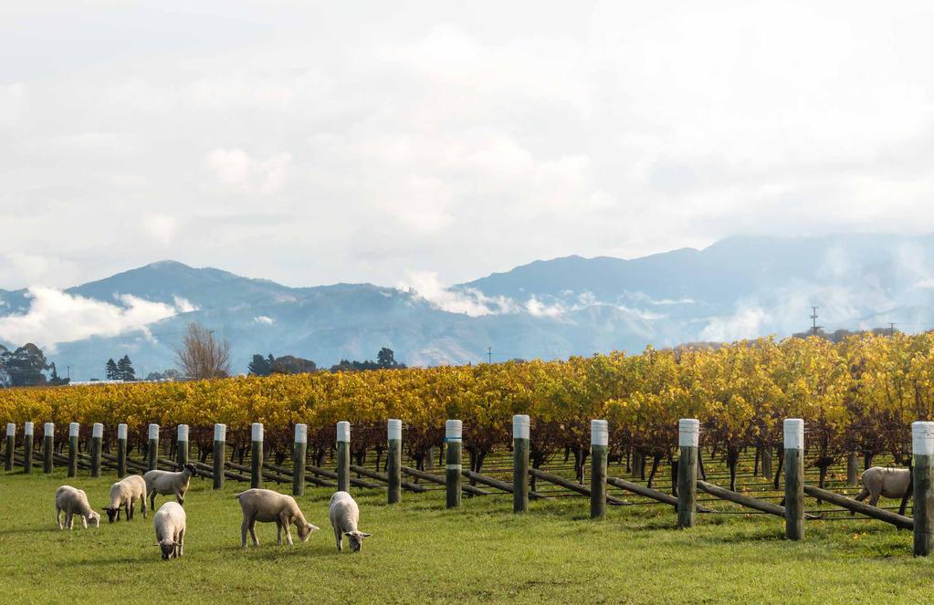 UUSI SEELANTI UUSI-SEELANTI Lindauer Lindauer-viinit ovat todiste siitä, että Uuden-Seelannin viileässä ilmastossa voi tuottaa huippulaadukkaita kuohuviinejä.