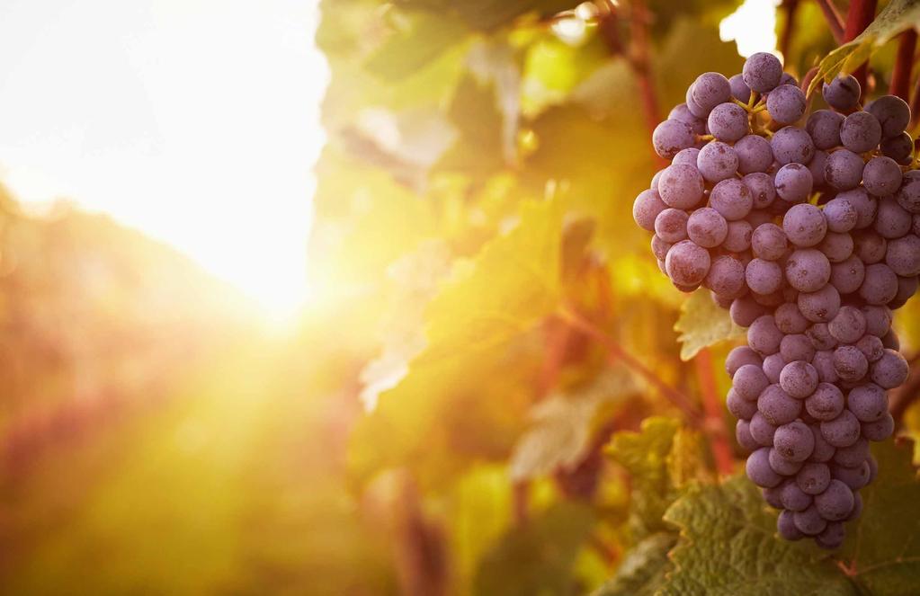 AUSTRALIA AUSTRALIA Origin Wine Origin Wine on eteläafrikkalainen, vuonna 2002 kolmen hengen voimin perustettu yritys, joka tänä päivänä tuottaa maailmanlaajuisesti yli 80 miljoonaa litraa viiniä