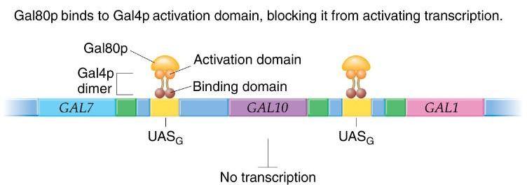 Transcriptional control of galactose-utilizing genes in yeast GAL genes are near each other but do not constitute an operon GAL4 unlinked gene repressor protein Binds a promoter element UAS G UAS is