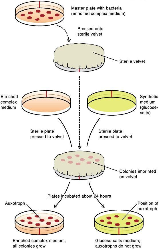Yeast genetics: crossing strains Tetrad Spore MAT leu ura his SUC NaCl 1 A a + + - - - 1 B alpha + - + - - 1