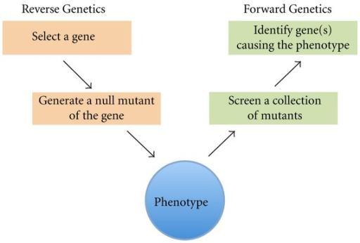Two possible approaches A reverse genetic approach A gene of interest is disrupted The resulting phenotype is studied A forward genetic approach