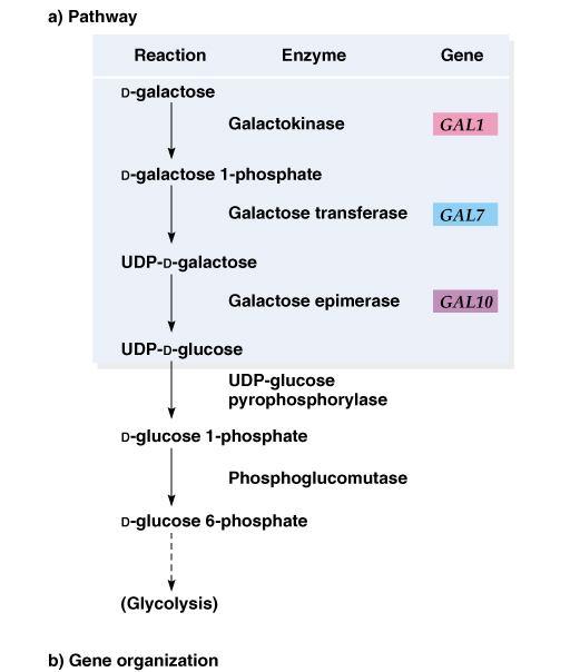 Galactose metabolizing pathway of yeast Transcriptional control of galactose-utilizing genes in yeast Pathway produces D-glucose 6-phosphate glycolytic pathway and is metabolized by genes that are