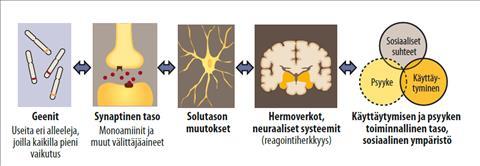 Masennus on monitekijäinen Geenit Synaptinen taso Solutaso Hermoverkot, neuraaliset systeemit Toiminnallinen taso Perinnöllinen alttius, monia erillisiä yhteen nivoutuvia hermostoon liittyviä