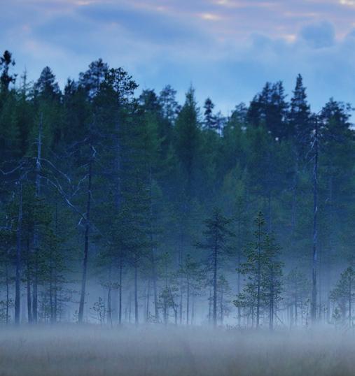 luonnosta. Suosikki tuotteeksi on noussut - pehmentävä partaöljy.
