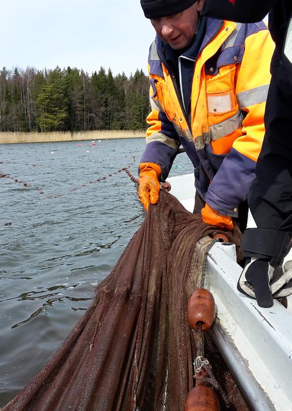 Hanke vastaa kaikista kustannuksista, jotka liittyvät kipsin kuljetukseen, levitykseen ja työn suunnitteluun.