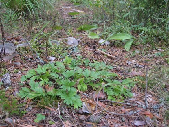Luontotyyppinä tervaleppäluhdat on määritetty vaarantuneiksi (VU) (Raunio ym. 2008). Kohde on tulkittavissa myös metsälain 10 :n mukaiseksi reheväksi lehtolaikuksi.