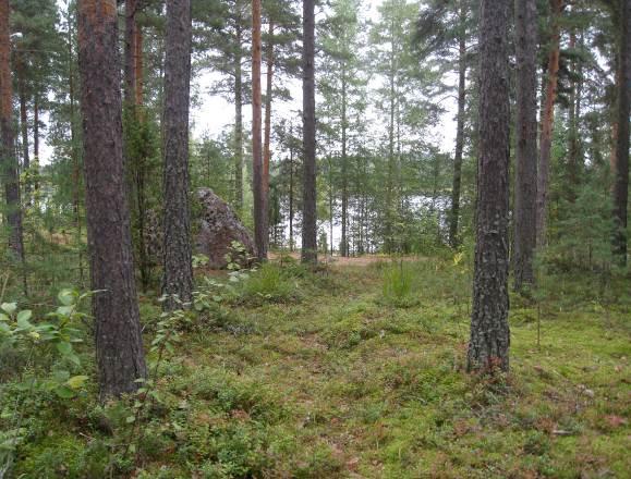 Kangasvuokkoesiintymiä sijoittuu ulkoilupolkujen välittömään läheisyyteen, ja esiintymiä on rajattu kivireunuksin.