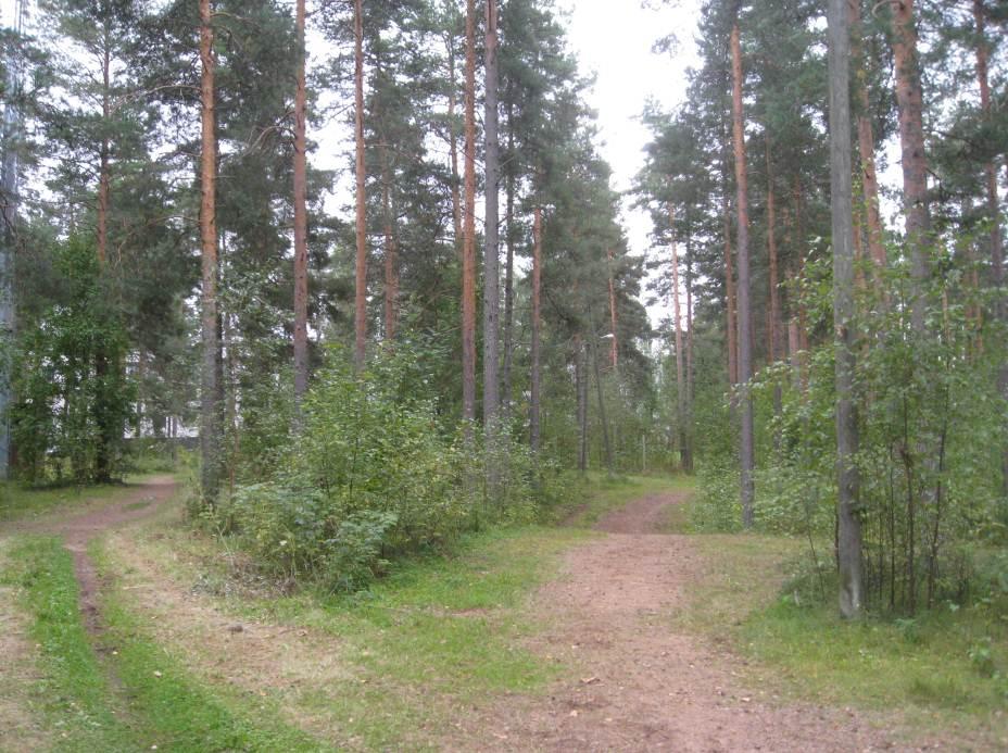 7 Rantaan sijoittuvalla kuviolla 9 puusto on aukkoista, ja alueella esiintyy myös joutomaiden lajistoa. Alueen edustavampaan lajistoon lukeutuu metsänätkelmä.