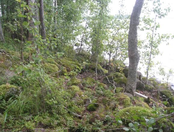 rantaminttu, ukontulikukka, pietaryrtti, ahosuolaheinä, piharatamo, luhtavuohennokka, syyläjuuri ja ranta-alpi.