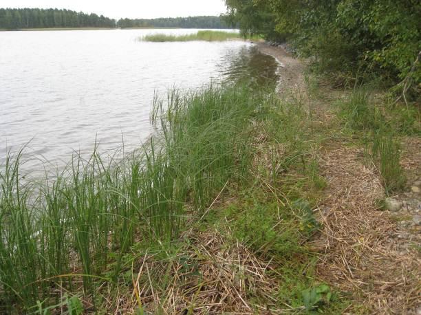 Kuva 4-7 Kapeana vyöhykkeenä esiintyvää hiekka/soraikkorantaa. Selvitysalueen pohjoiskärjessä ranta on kivikkoinen. Myös nykyistä rantaviivaa korkeammalla esiintyy vanhaa rantakivikkoa.
