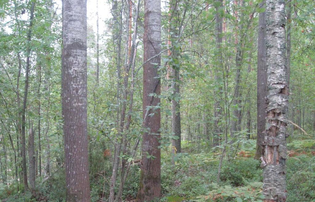 Vastaanottaja Lappeenrannan kaupunki Asiakirjatyyppi Luontoselvitysraportti Päivämäärä 14.10.2014, täydennys 8.7.