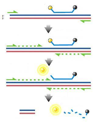 PCR:n etualuke Polymerisaatio Fluoresenssi PCR-tuotteet Fluoresoiva aine REAGENSSIT/TARVIKKEET TaqMan -koetin Kuva 1: TaqMan -tekniikan toiminta Sammuttaja PCR:n taka-aluke Monistamistesti Koettimen