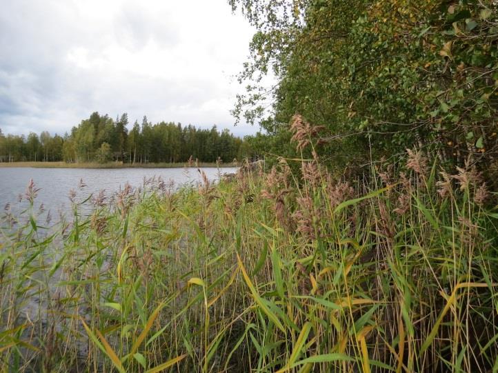 56 71. Iijärvi, kohde 71 Iijärven Sunninlahden suulla laakealla niemellä sijaitseva täydennyskohde on paikoin kivistä harjusoraa.