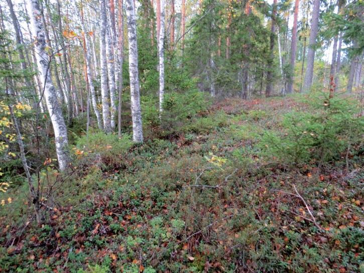Rantatöyrään takana kasvava mäntyvaltainen metsä on tuoretta kangasta (MT) ja rantatöyrään kohdalla kuivaa kangasta (VT) (Kuva 111.). Puusto on keski-ikäistä ja harvennettu.