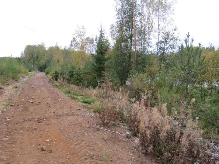 Lampea ympäröi sararahkahetteikkö, joka matalalla etelärannalla ulottuu varsin pitkälle rantaviivasta (Kuva 112.). Täydennyskohde sijaitsee etelärannalla.