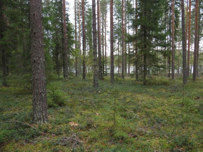 59 Kuva 114. Täydennyskohteen pohjoisosan mäntykangasta (MT) Kuva 115. Täydennyskohteen eteläosan harvennushakattua kangasmetsää (MT). Kuva 116.