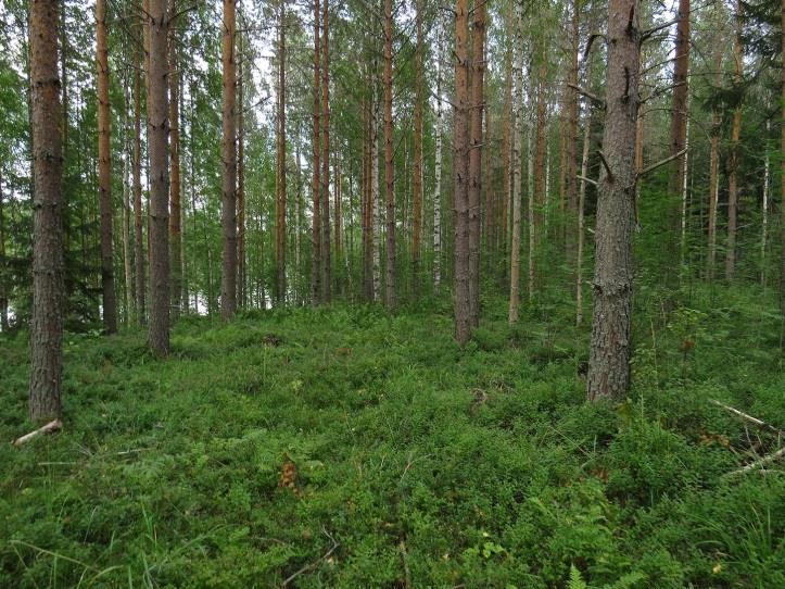 9 kasvilajisto todettiin monipuoliseksi mutta tavanomaiseksi. Rauhoitettuja tai uhanalaisia kasvilajeja ei todettu.