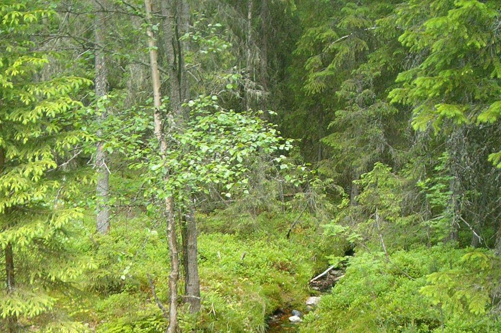 Trends in stream water concentration and export of nitrogen and phosphorus from boreal forested catchments in Finland