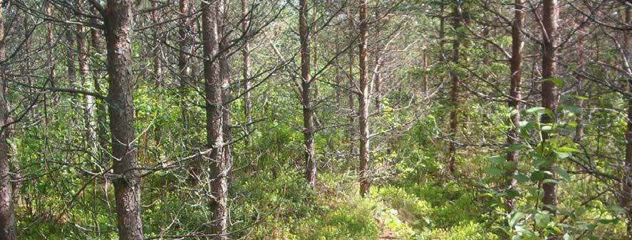 Mound Furrow 25 years old planted Scots pine stand in