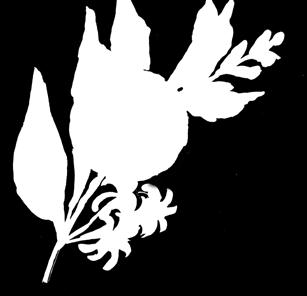 perinteisille