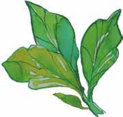 FRESH Luonnollisia,