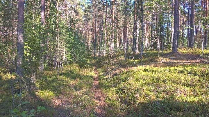 Kaava-alueen maaperä on harjuaineksista ja siten metsäiset alueet ovat pääasiassa kuivahkoja kangasmetsiä männyn ollessa valtapuustona.