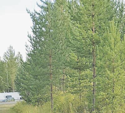 Kesää muistellen Kesä meni, aivan liian nopeaan, mutta