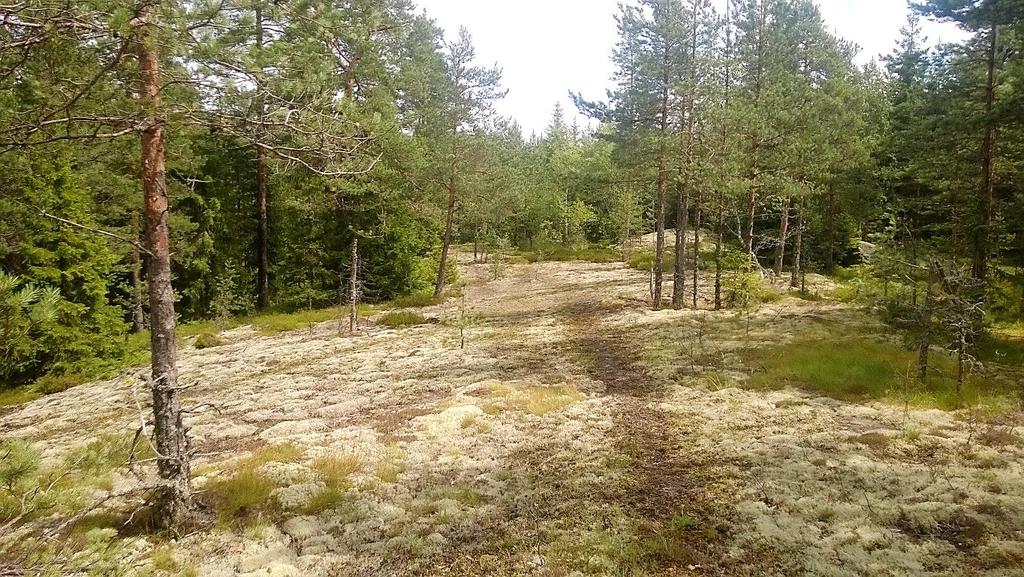 muodostavat paikoin laajoja kasvustoja (kuva 6). Hieman vaateliaampia lajeja ovat kalliohatikka, jäykkärölli ja tuoksusimake sekä niukkoina tavattavat ketoorvokki, isomaksaruoho ja kalliokielo.