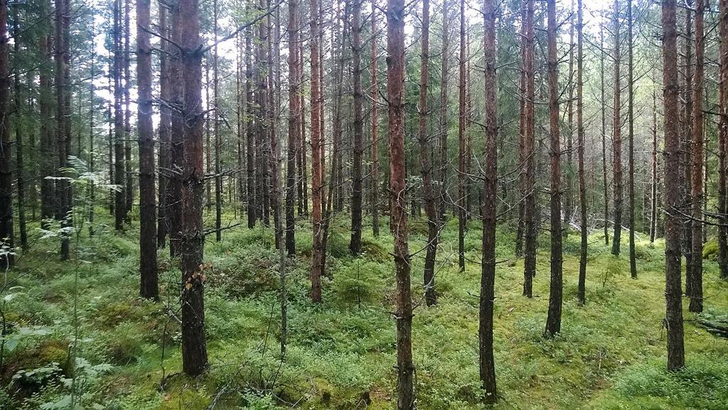Kuva 7. Istutusmännikköä Karjamansbergetin itäreunalla.