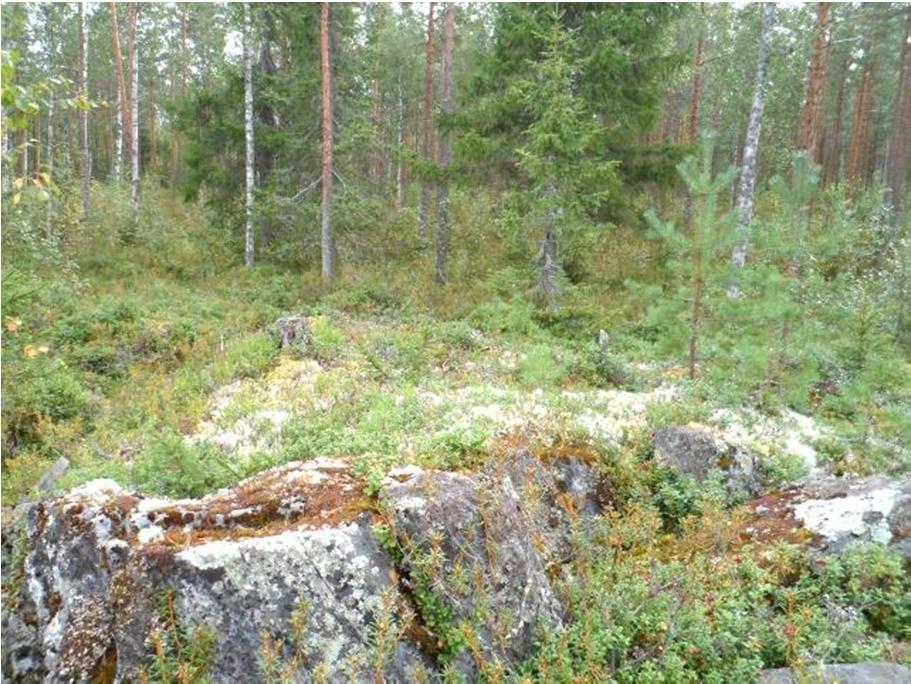 .. Ahonkankaan harva mtsä kalliopalstminn Kolamän lonaispollla on harvaa mäntymtsää kasvava Ahonkangas.