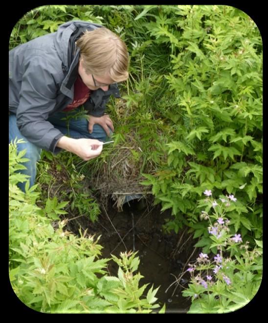 Loppukesästä havaittava kasvusto sijaitsi ainoastaan metsän reunassa, jossa oli kosteammat kasvuolosuhteet.