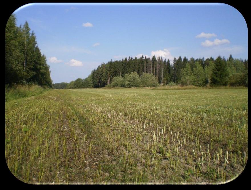 Havaintokoe 2010 Härkäpavun aluskasvikoe 1 (Lapinjärvi)