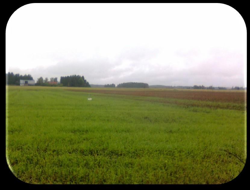 Italian raiheinä hyötyi kosteudesta ja härkäpavun maahan sitomasta typestä. Kasvusto kynnettiin muun lohkon kynnön yhteydessä lokakuun alussa. Kerääjäkasvusto myös kuivattaa maata syksyllä.
