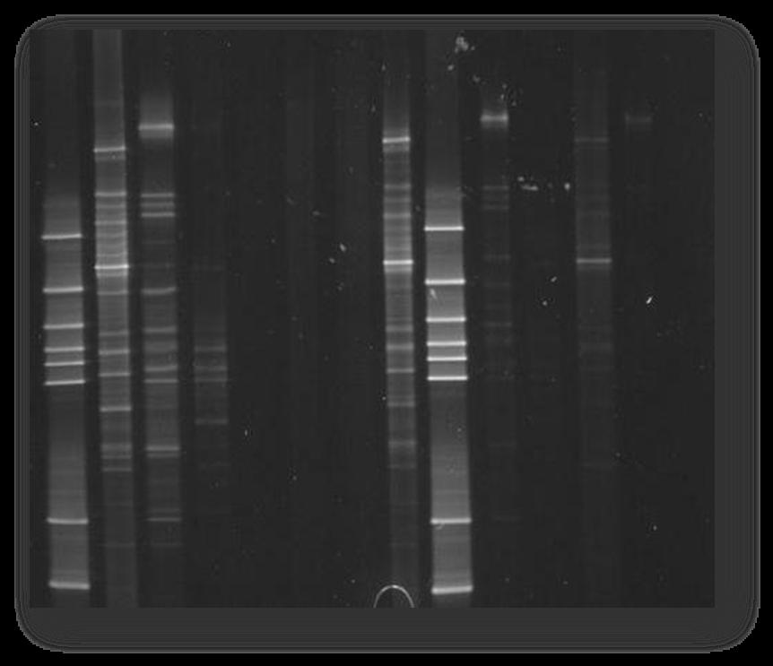 Fungl diversity decresed by diluting the inoculum with the substrte.