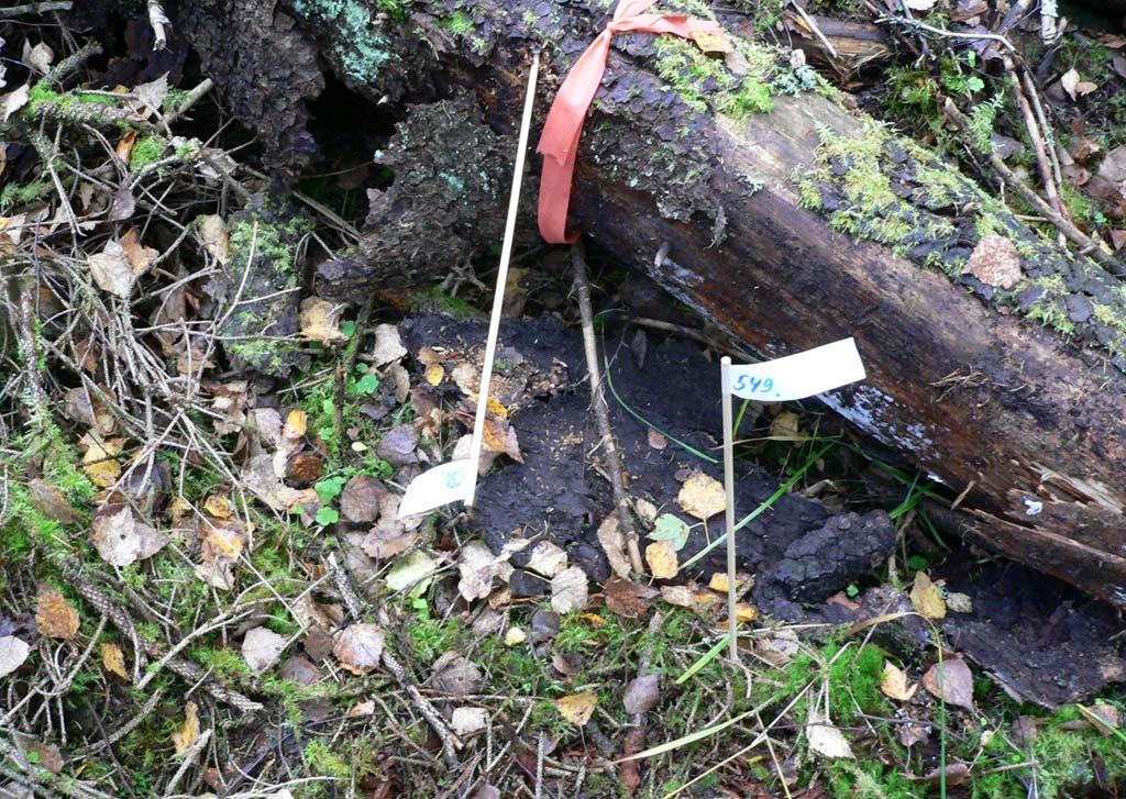 Conclusions Decomposition incresed long with number of fungl tx (OTUs) nd decy clss of the wood. Dilution decresed fungl diversity, but number of OTUs recovered long with the incubtion.
