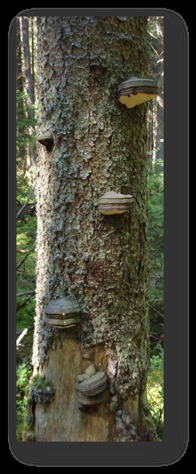 "Succession nd diversity of wood inhbiting fungi during decomposition of ded wood " Does fungl diversity dilution ffect the wood decomposition?