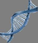 DNA seprtion by denturing grdient gel