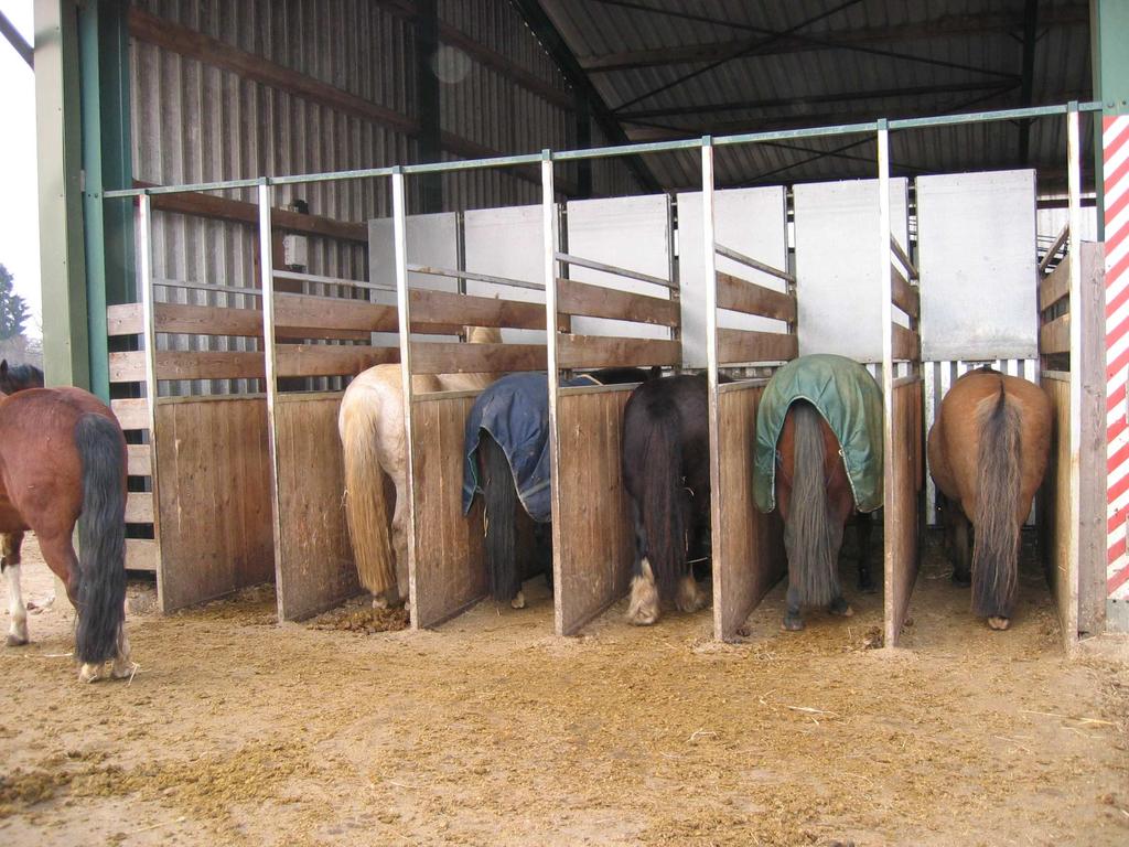 17 Tilan hevoset ovat hoitohevosia. Asiakkaat ovat pääasiassa ovat aikuisia hevosen omistajia.