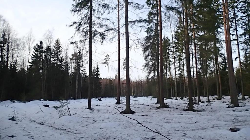 Kohteen länsireunassa on tiheää kuusikkoa, johon todennäköinen nykyinen kulkuyhteys sijoittuu.