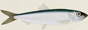 TUNTOMERKIT Silakka (Clupea harengus membras) on Itämeressä elävä sillin alalaji. Sillejä ovat yli kymmenen painoprosenttia rasvaa sisältävät kalat. Vähärasvaisempia kaloja kutsutaan silakoiksi.