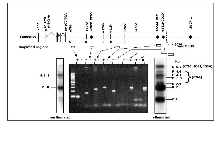 Figure A4: Transcription of the human CTLA-4 gene.