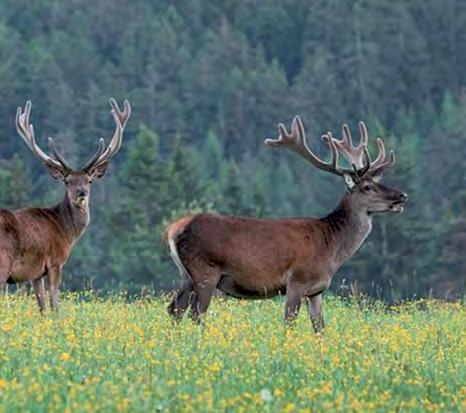 3-18, 4,5-7 ja 5-30 suurennuksen omaavat mallit sisältävät suojaamattoman lukittavan korkeuden säätönupin. Ne mahdollistavat nopean säätämisen maastossa ilman tahattoman kierron vaaraa. Mallissa 4.