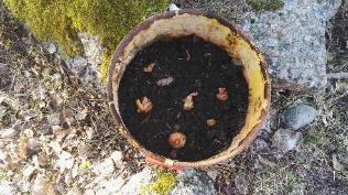 Sipuliämpäri istitettu Markku Sandström Sipulit istutettu myös aurinkoterassin lähelle Markku Sandström Perunat laatikossa Markku Sandström Perunat