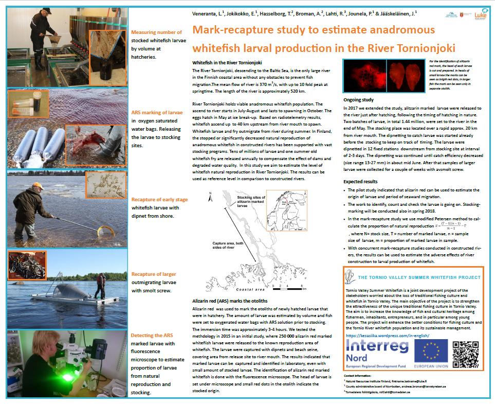 Kuva 3. Siian luontaisen lisääntymisen määrän arviointia Tornionjoessa esittelevä posteri symposiumissa.