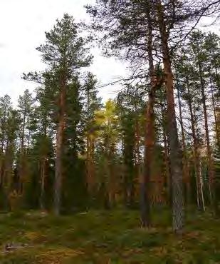 Puuryhmä