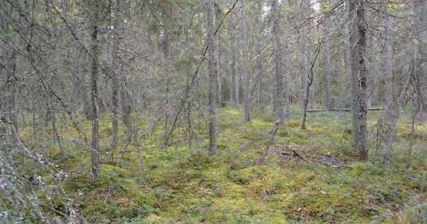 5. Korpikuusikko metsälaki, lintudirektiivi,( luontodirektiivi), (uhanalaisluokitus)