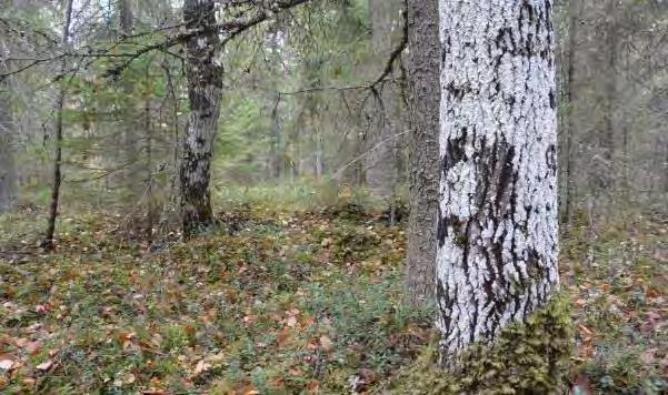 Kohde on potentiaalinen liitooravan lisääntymis ja levähdysalue.