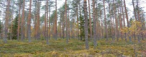 turvekankaat ovat