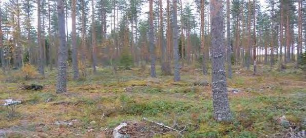 Kivenneva on suotyypiltään