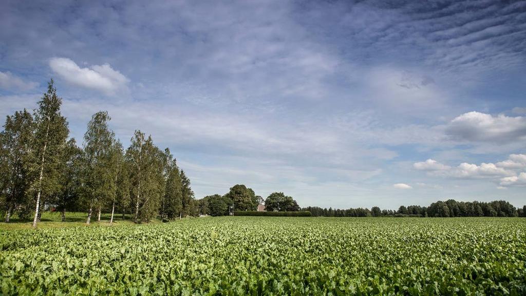 Rakennemuutoksen lisäksi Ruokaratkaisutliiketoiminnassa on meneillään useita kasvuaihioita Lisää luomua Luomuruuan kysyntä on Suomessa vahvassa kasvussa, luomulla on myös merkittäviä